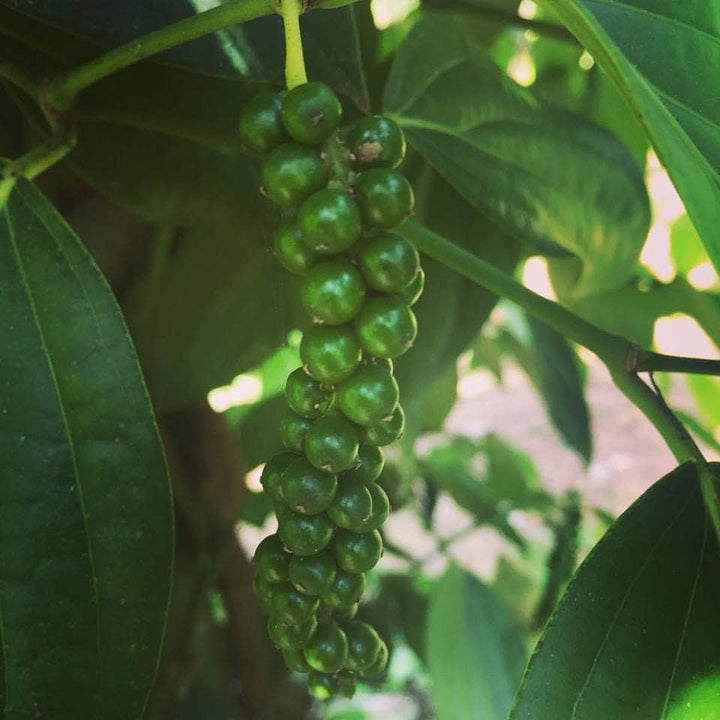 Burlap &amp; Barrel - Zanzibar Black Peppercorns - Single Origin Spice &amp; Seasoning