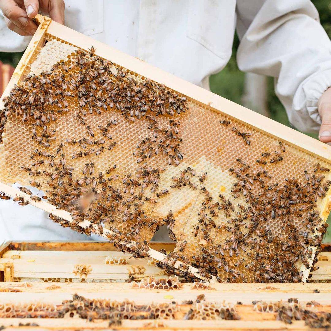 Republic Of Vermont - Vermont Raw Honey