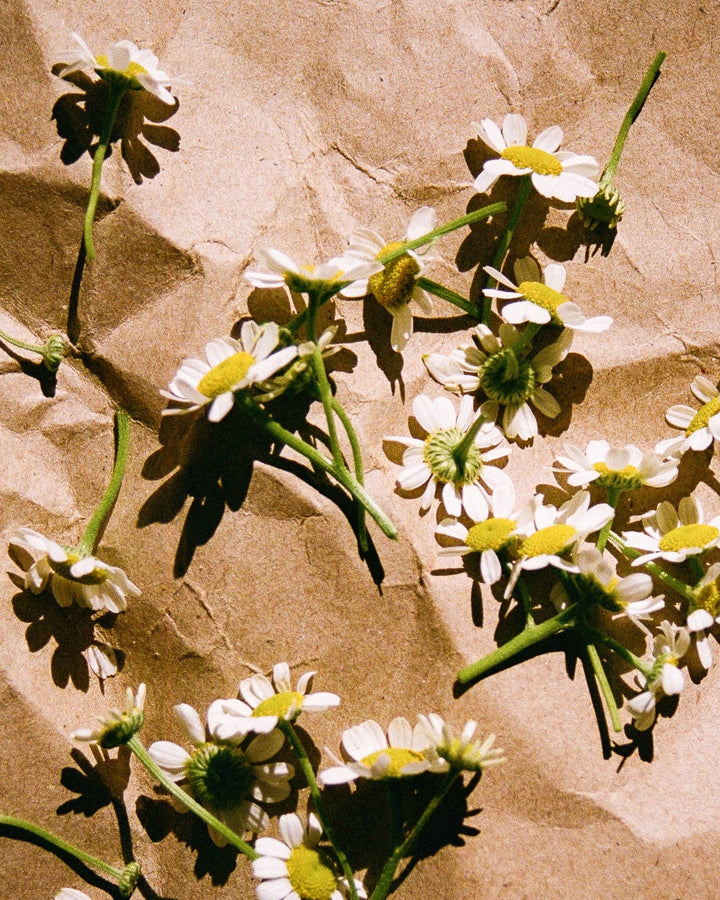 Raazi Tea - Chamomile Tea